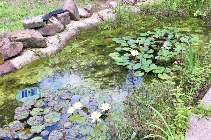 Teich im Schulgarten